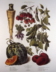 Tavola botanica/Vilmorin