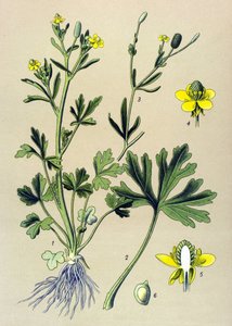 Tavola botanica. Pianta velenosa: ranuncolo scelerato (Ranunculus sceleratus) da Unbekannter Künstler