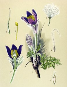 Tavola botanica, pianta velenosa e medicinale: Anemone Pulsatille o Pulsatilla comune (Anemone pulsatilla, Pulsatilla vulgaris) da Unbekannter Künstler