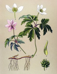 Tavola botanica, pianta velenosa e medicinale: Anemone sylvie o Anemone dei boschi (Anemone nemorosa) da Unbekannter Künstler