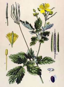 Tavola botanica, pianta velenosa e medicinale: Chelidonia maggiore (Chelidonium majus) da Unbekannter Künstler
