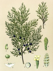 Tavola botanica. Pianta velenosa e medicinale: ginepro sabina (Juniperus sabina)