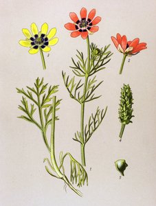 Tavola botanica. Pianta velenosa e medicinale: adonide estiva (Adonis aestivalis) da Unbekannter Künstler