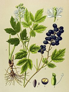 Tavola botanica, pianta velenosa e medicinale: Adonide estiva (Adonis aestivalis) da Unbekannter Künstler