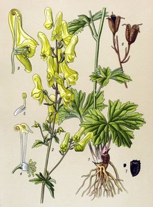 Tavola botanica, pianta velenosa e medicinale: Aconito lupo (Aconitum lycoctonum) da Unbekannter Künstler