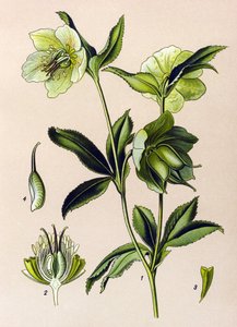 Tavola botanica. Pianta velenosa (tossica) e medicinale: elleboro verde (Helleborus viridis) da Unbekannter Künstler