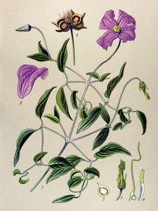 Tavola botanica. Pianta velenosa: clematide viticella (Clematis viticella) da Unbekannter Künstler