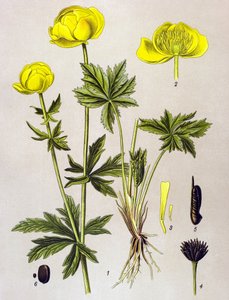 Tavola botanica, pianta velenosa: Botton d