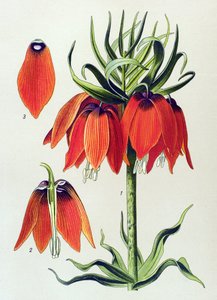 Tavola botanica. Pianta velenosa (tossica): fritillaria imperiale (Fritillaria imperialis)