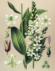 Tavola botanica. Pianta velenosa (tossica) e medicinale: veratro bianco (Veratrum album)