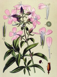Tavola botanica, pianta velenosa e medicinale: Saponaria officinalis (Saponaria officinalis)