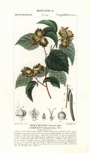 Tavola botanica: nocciola e nocciola americana, Corylus americana, originaria del Nord America. Incisione a puntini colorata a mano dal 