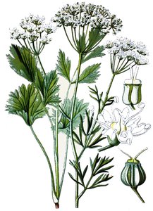 Tavola botanica, pianta medicinale: anice, cromolitografia intorno al 1870