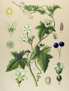 Tavola botanica, pianta: bryonia (Bryonia alba) da Unbekannter Künstler