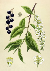 Tavola botanica, pianta: Ciliegio (Prunus padus)