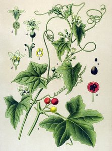 Tavola botanica, pianta: Bryonia dioica da Unbekannter Künstler