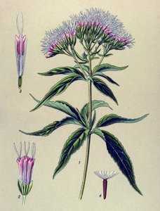 Tavola botanica, pianta: Eupatorio cannabinum da Unbekannter Künstler