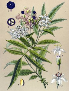 Tavola botanica, pianta: sambuco ebulus (Sambucus ebulus) da Unbekannter Künstler