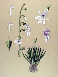 Tavola botanica, pianta: lobelia (Lobelia dortmanna) da Unbekannter Künstler