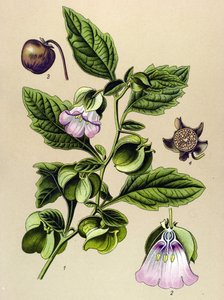 Tavola botanica, pianta: Pera del Perù o mela del Perù