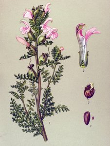 Tavola botanica, pianta: pedicolare delle paludi (Pedicularis palustris) da Unbekannter Künstler