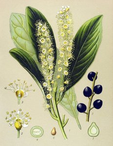 Tavola botanica, pianta: Alloro di ciliegio (Prunus Laurocerasus) da Unbekannter Künstler