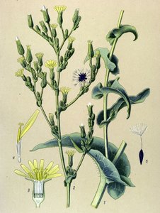 Tavola botanica, pianta: lattuga selvatica (Lactuca virosa) da Unbekannter Künstler