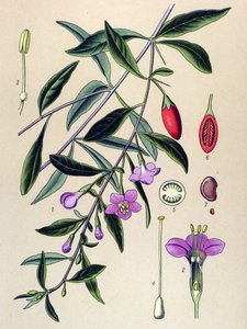 Tavola botanica, pianta della medicina tradizionale cinese: Lycium halimifolium