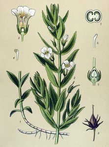 Tavola botanica, pianta: Gratiola officinalis da Unbekannter Künstler