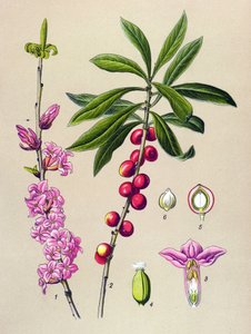 Tavola botanica, pianta velenosa e medicinale: legno grazioso (Daphne Mezereum) da Unbekannter Künstler