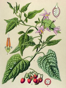 Tavola botanica, pianta velenosa e medicinale: Dulcamara (Solanum dulcamara)