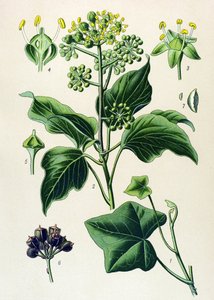 Tavola botanica, pianta velenosa e medicinale: edera rampicante o edera comune (Hedera helix) da Unbekannter Künstler
