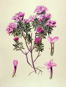 Tavola botanica, pianta velenosa: dafne delle Alpi (Daphne cneorum) da Unbekannter Künstler