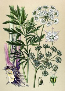 Tavola botanica, pianta velenosa e medicinale: cicuta acquatica (Cicuta virosa) da Unbekannter Künstler