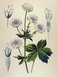 Tavola botanica, pianta velenosa e medicinale: astranzia maggiore (Astrantia major) da Unbekannter Künstler