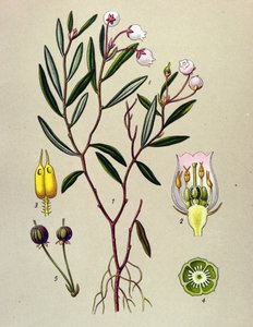 Tavola botanica, pianta velenosa: andromeda (Andromeda polifolia)