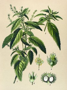 Tavola botanica, pianta velenosa: Mercuriale annuale (Mercurialis annua) da Unbekannter Künstler