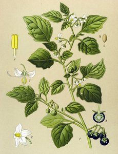 Tavola botanica, pianta velenosa: morella comune (Solanum nigrum) da Unbekannter Künstler