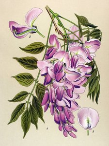 Tavola botanica, pianta velenosa: Glicine cinese (Wistaria chinensis) da Unbekannter Künstler