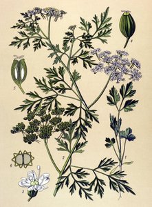 Tavola botanica, pianta velenosa: Prezzemolo del cane o falso prezzemolo (Aethusa cynapium) da Unbekannter Künstler