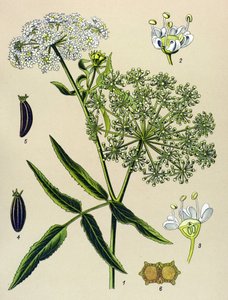 Tavola botanica, pianta velenosa (tossica): Grande Berle (Sium latifolium) da Unbekannter Künstler