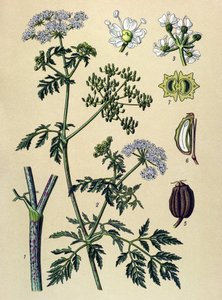 Tavola botanica, pianta velenosa: cicuta maggiore (Conium maculatum) da Unbekannter Künstler