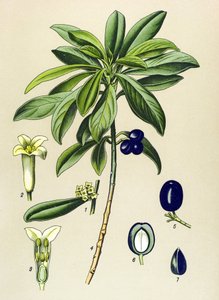 Tavola botanica, pianta velenosa (tossica): Alloro (Daphne Laureola) da Unbekannter Künstler