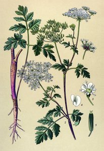 Tavola botanica, pianta velenosa: Cerfoglio inclinato (Chaerophyllum temulum) da Unbekannter Künstler