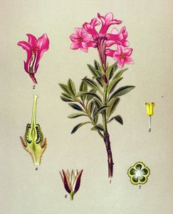 Tavola botanica, pianta velenosa: rododendro ciliato (Rhododendron hirsutum) da Unbekannter Künstler