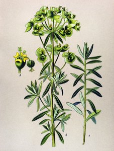 Tavola botanica, pianta velenosa: euforbia peplo (Euphorbia peplus)