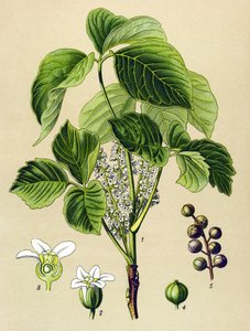 Tavola botanica, pianta velenosa (tossica): sommacco rampicante (Rhus toxicodendron) da Unbekannter Künstler