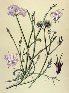 Tavola botanica, pianta velenosa (tossica): oenanthe fistulosa da Unbekannter Künstler