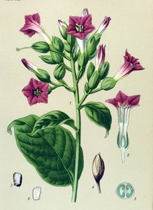 Tavola botanica, pianta velenosa: tabacco ornamentale (Nicotiana tabacum) da Unbekannter Künstler