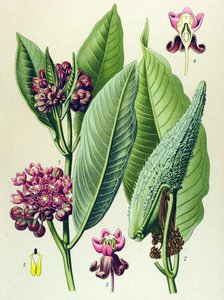 Tavola botanica, pianta velenosa: erba dei pappagalli (Asclepias Cornuti)